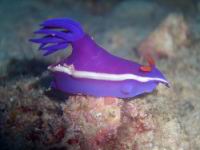 Hypselodoris Bullocki (ordre Nudibranches)